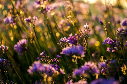 Welcome to Composure Life: A New Way to Consume with Intention